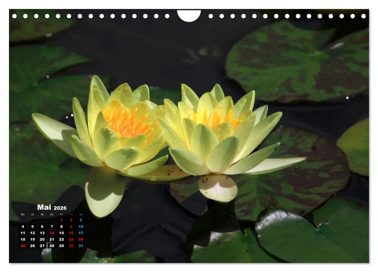Bild: 9783457910955 | Malerische Seerosen (Wandkalender 2026 DIN A4 quer), CALVENDO...