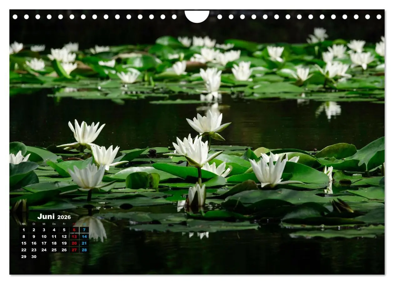 Bild: 9783457910955 | Malerische Seerosen (Wandkalender 2026 DIN A4 quer), CALVENDO...