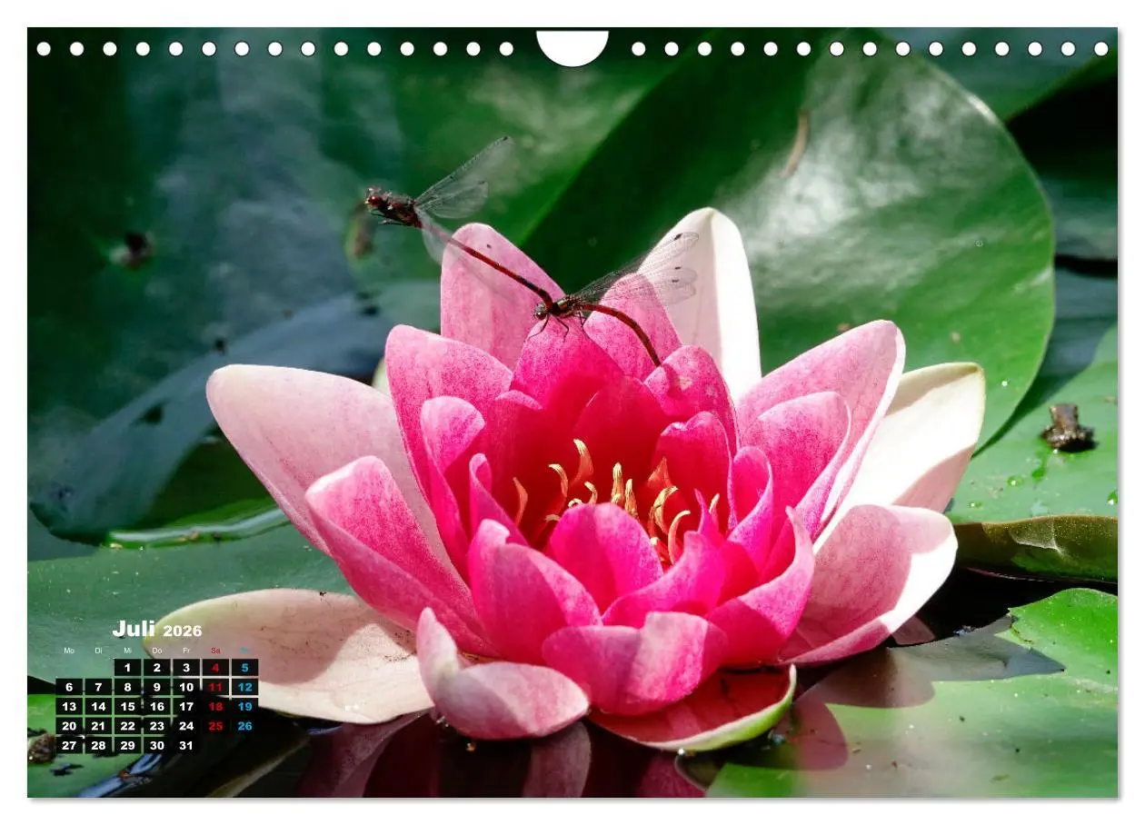 Bild: 9783457910955 | Malerische Seerosen (Wandkalender 2026 DIN A4 quer), CALVENDO...