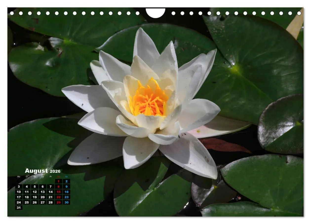 Bild: 9783457910955 | Malerische Seerosen (Wandkalender 2026 DIN A4 quer), CALVENDO...