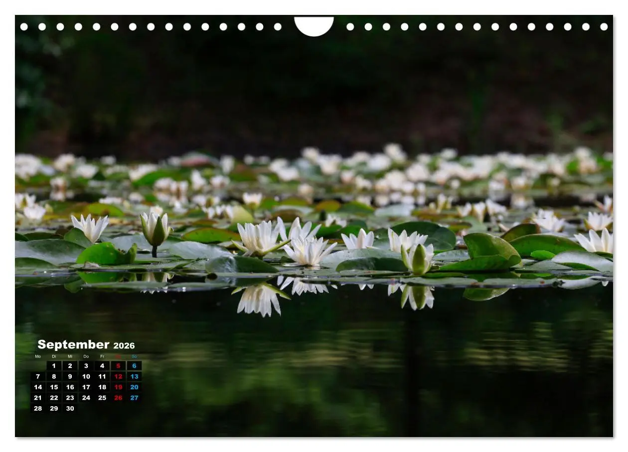 Bild: 9783457910955 | Malerische Seerosen (Wandkalender 2026 DIN A4 quer), CALVENDO...