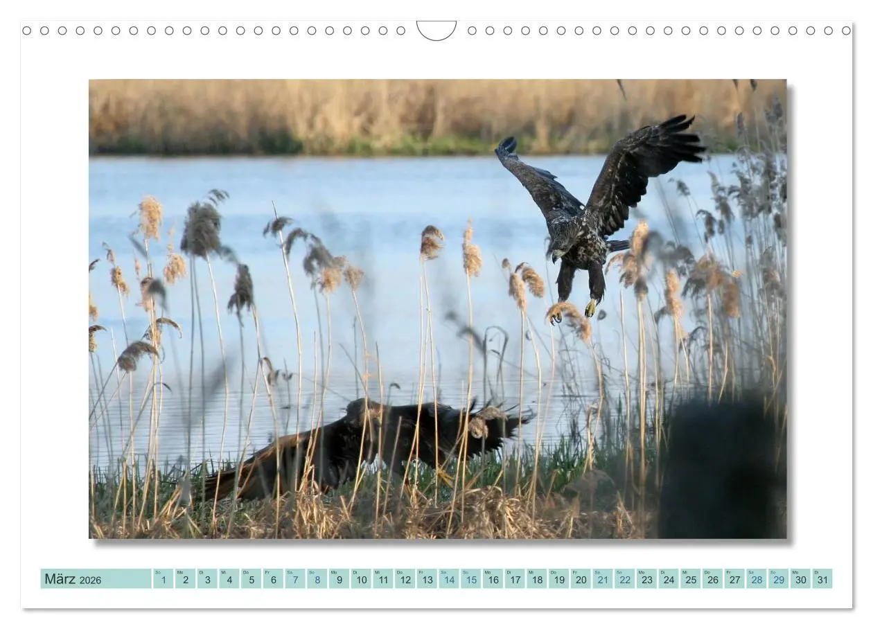 Bild: 9783516000955 | Augenblicke im Müritz Nationalpark (Wandkalender 2026 DIN A3 quer),...