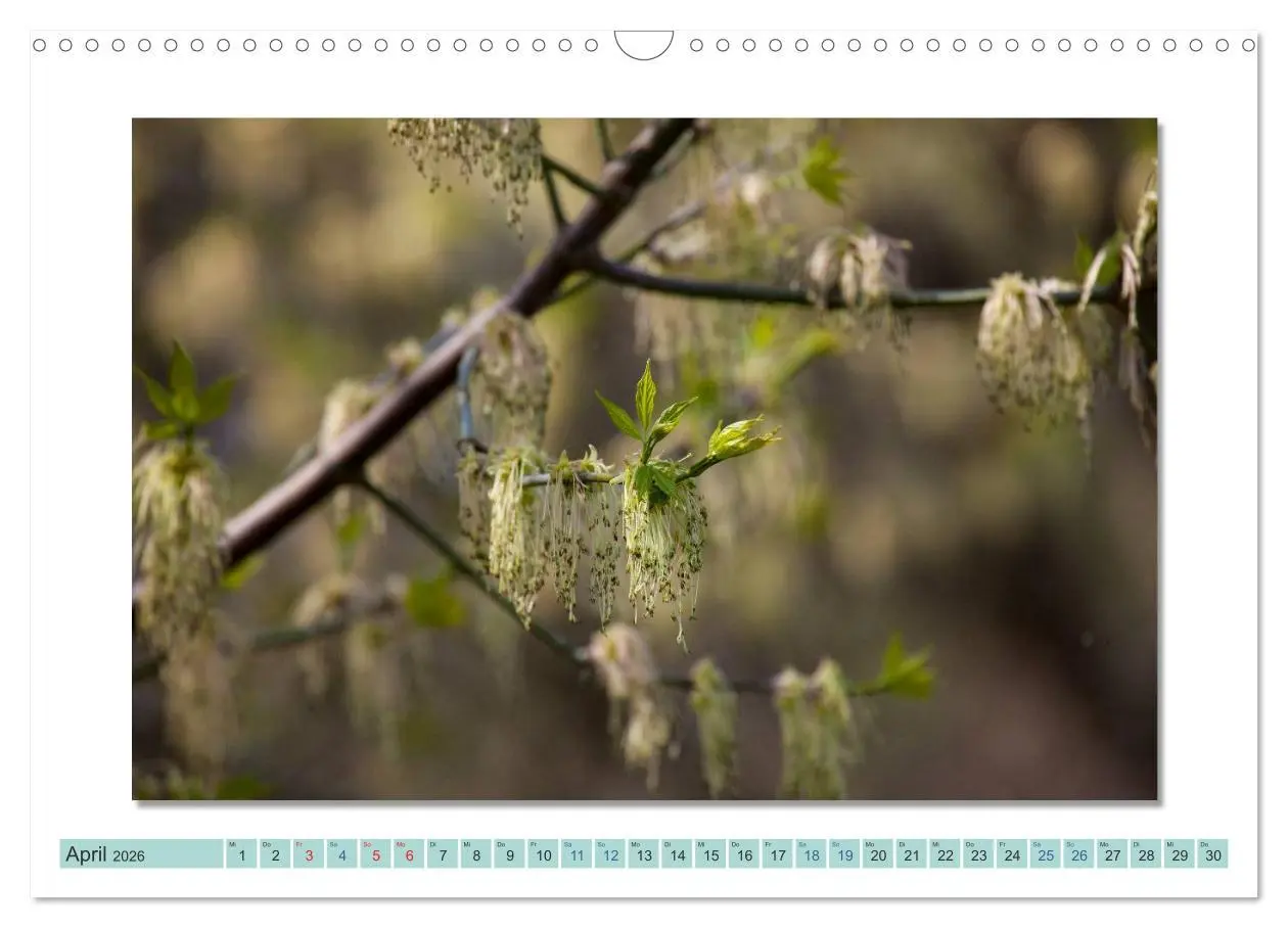 Bild: 9783516000955 | Augenblicke im Müritz Nationalpark (Wandkalender 2026 DIN A3 quer),...