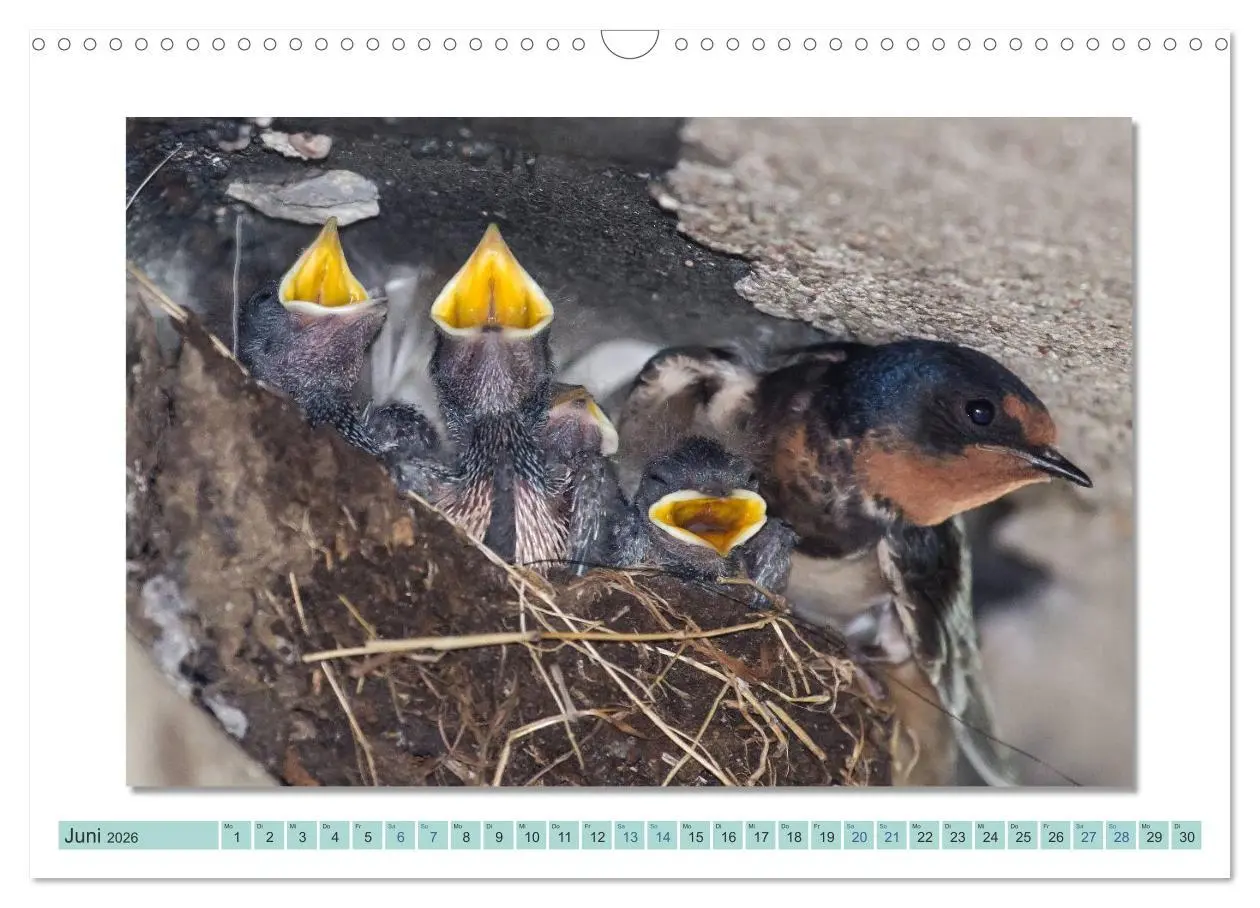 Bild: 9783516000955 | Augenblicke im Müritz Nationalpark (Wandkalender 2026 DIN A3 quer),...