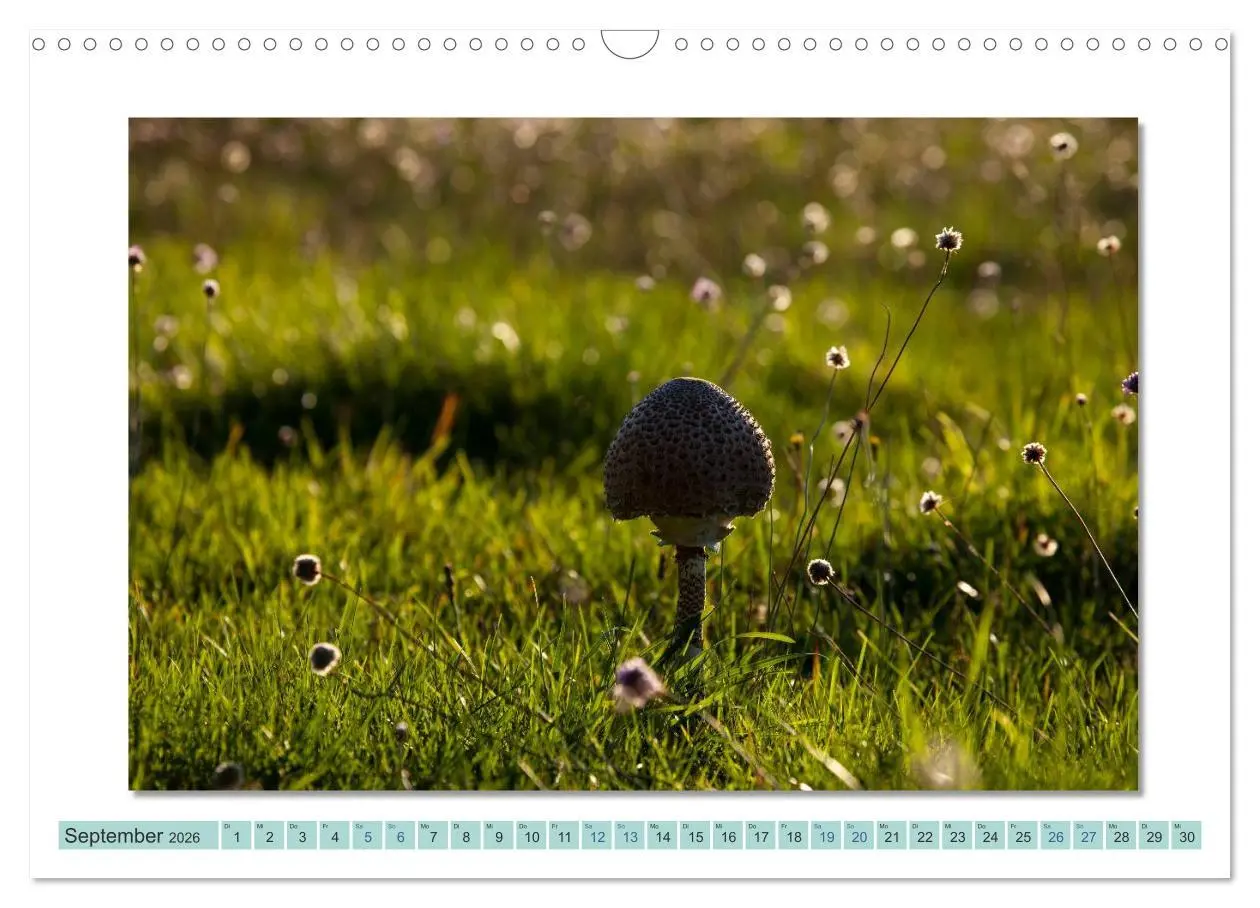 Bild: 9783516000955 | Augenblicke im Müritz Nationalpark (Wandkalender 2026 DIN A3 quer),...