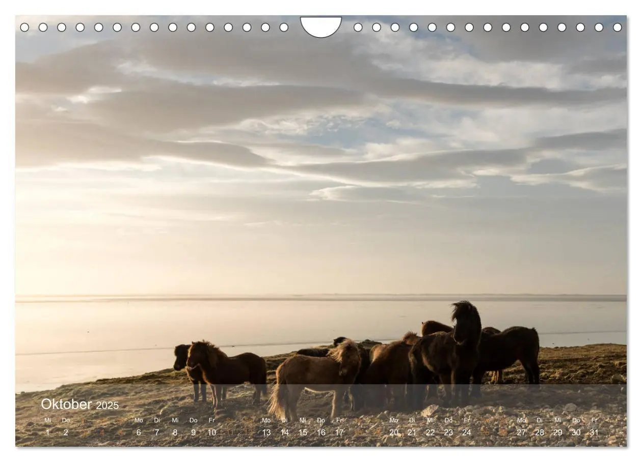Bild: 9783435331055 | Islandpferde - Der Tölt Kalender (Wandkalender 2025 DIN A4 quer),...