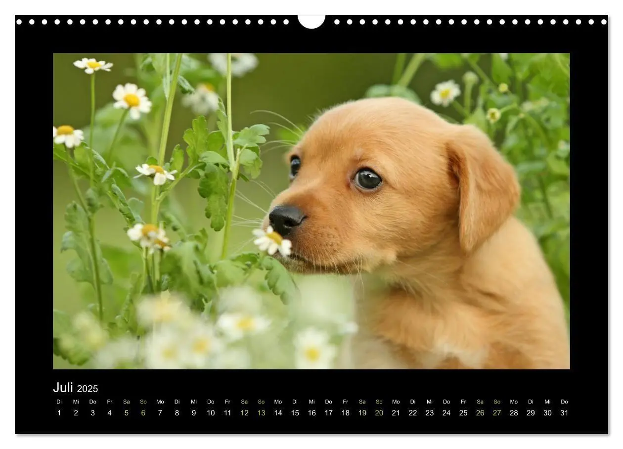 Bild: 9783435641055 | Allerlei Hundekinder (Wandkalender 2025 DIN A3 quer), CALVENDO...
