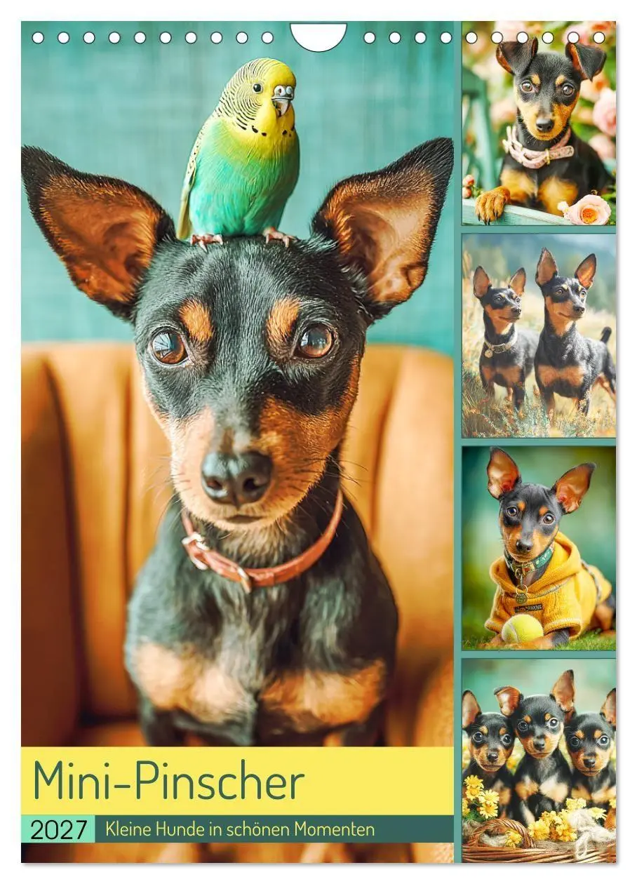 Cover: 9783516751055 | Mini-Pinscher. Kleine Hunde in schönen Momenten (Wandkalender 2027...