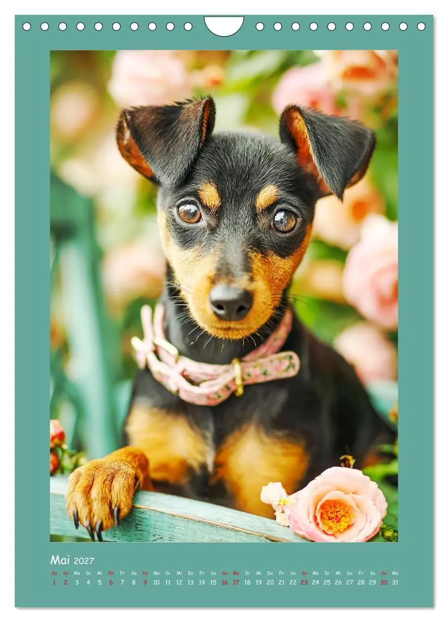 Bild: 9783516751055 | Mini-Pinscher. Kleine Hunde in schönen Momenten (Wandkalender 2027...
