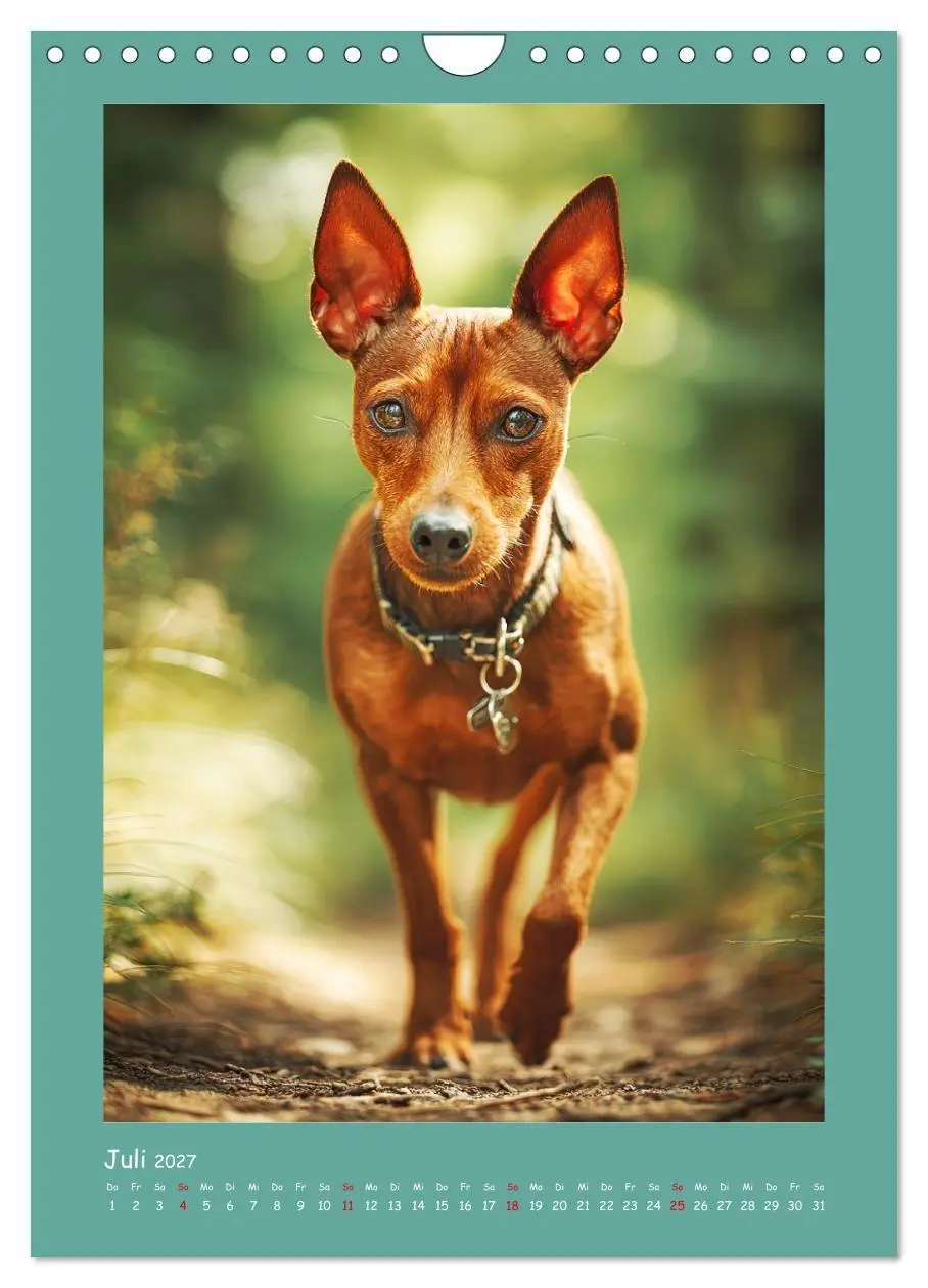 Bild: 9783516751055 | Mini-Pinscher. Kleine Hunde in schönen Momenten (Wandkalender 2027...