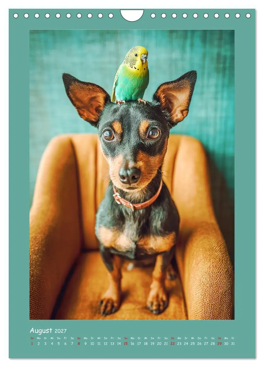 Bild: 9783516751055 | Mini-Pinscher. Kleine Hunde in schönen Momenten (Wandkalender 2027...