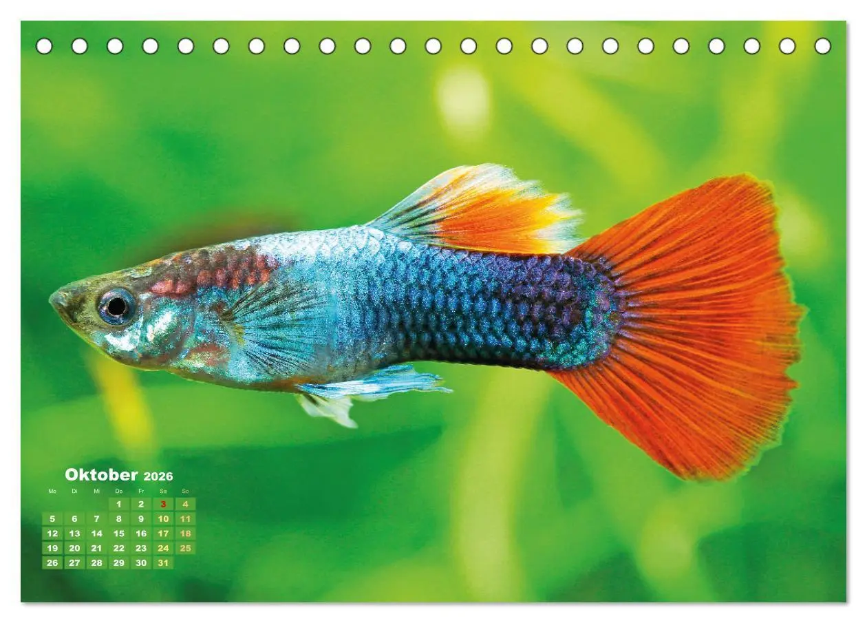 Bild: 9783457271155 | Glanz im Aquarium: Süßwasserfische (Tischkalender 2026 DIN A5...