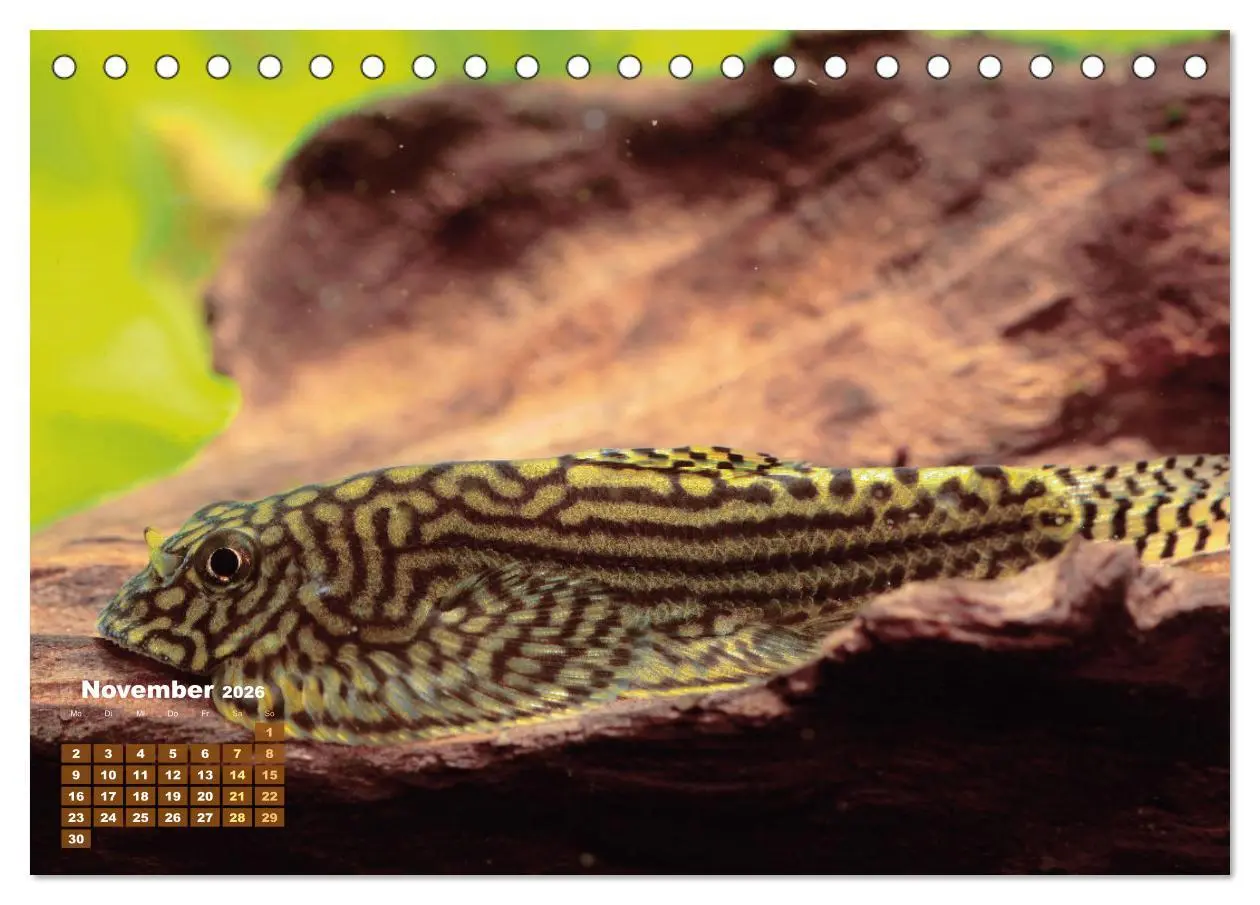 Bild: 9783457271155 | Glanz im Aquarium: Süßwasserfische (Tischkalender 2026 DIN A5...