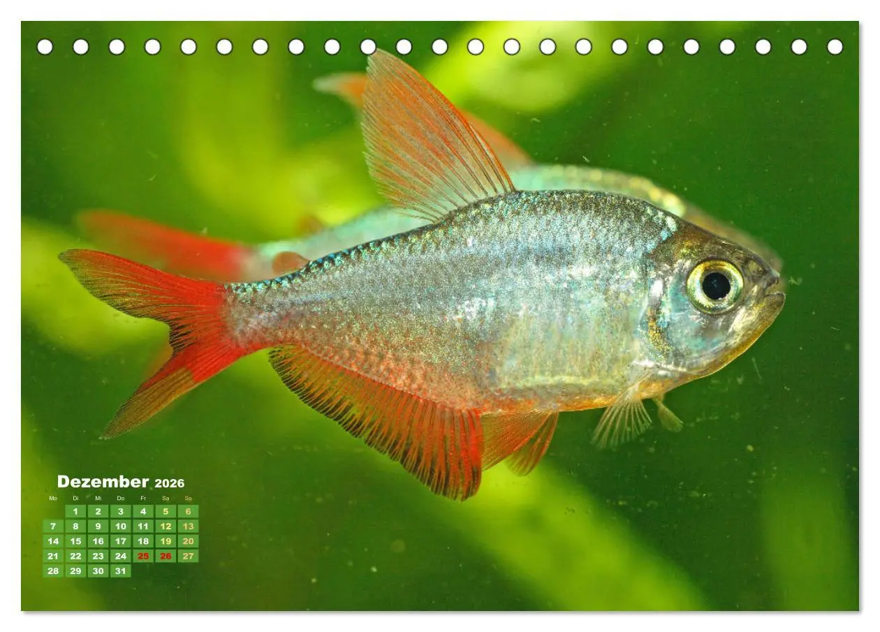 Bild: 9783457271155 | Glanz im Aquarium: Süßwasserfische (Tischkalender 2026 DIN A5...