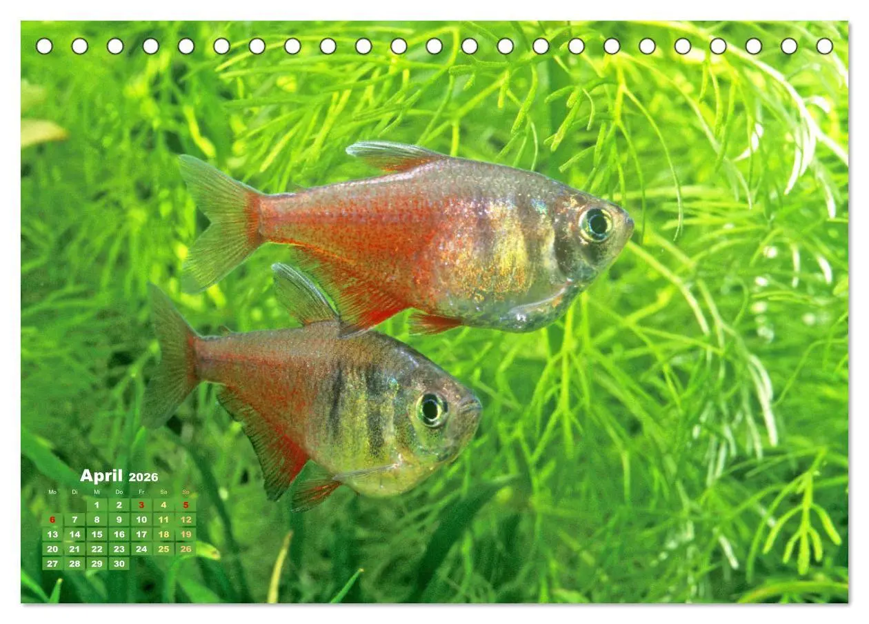 Bild: 9783457271155 | Glanz im Aquarium: Süßwasserfische (Tischkalender 2026 DIN A5...