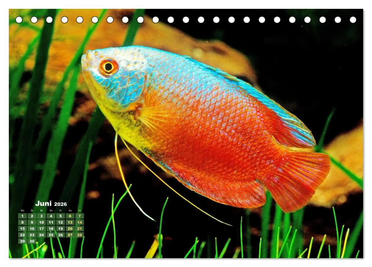 Bild: 9783457271155 | Glanz im Aquarium: Süßwasserfische (Tischkalender 2026 DIN A5...