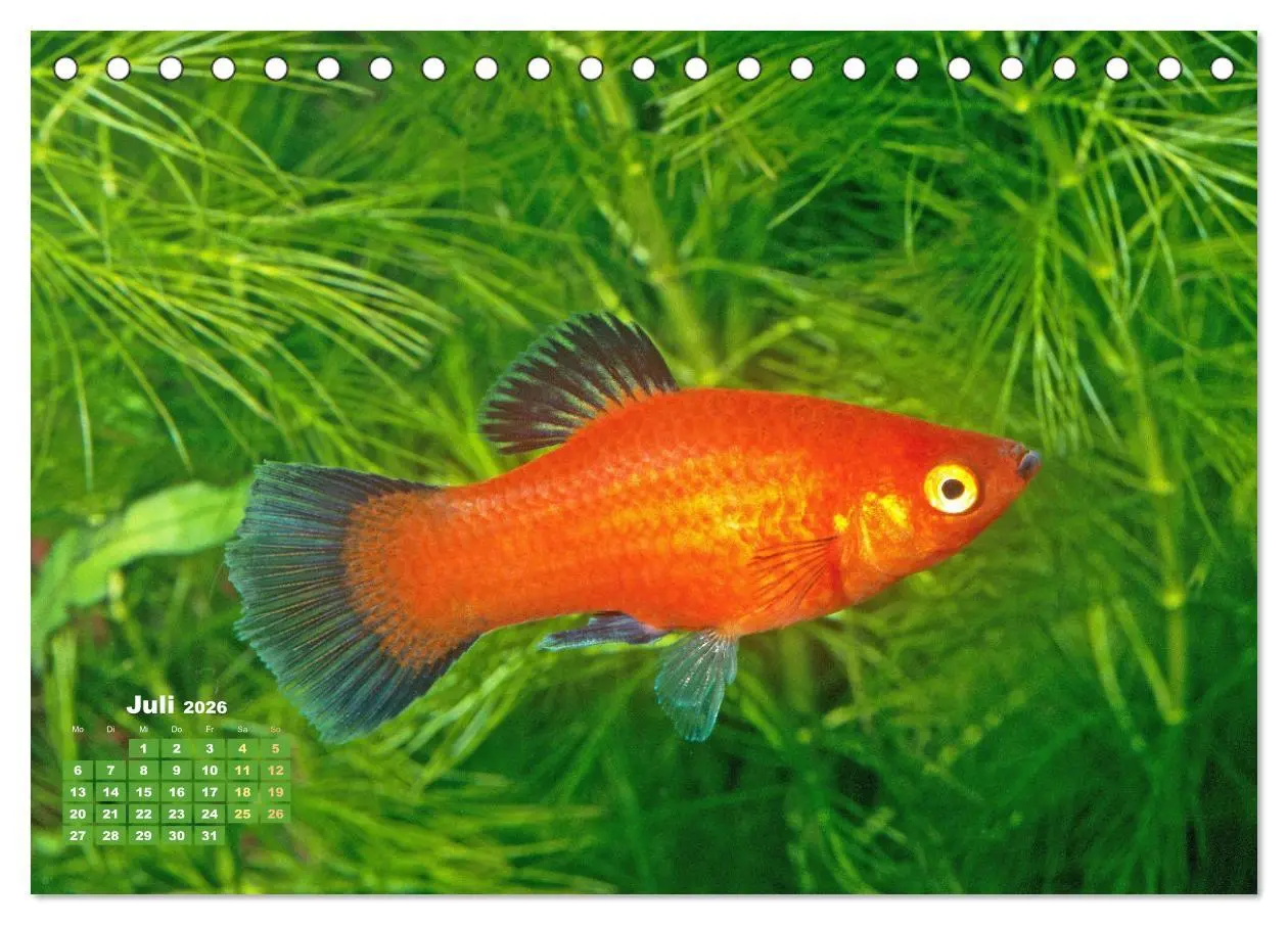 Bild: 9783457271155 | Glanz im Aquarium: Süßwasserfische (Tischkalender 2026 DIN A5...