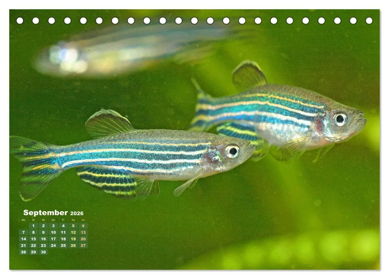 Bild: 9783457271155 | Glanz im Aquarium: Süßwasserfische (Tischkalender 2026 DIN A5...