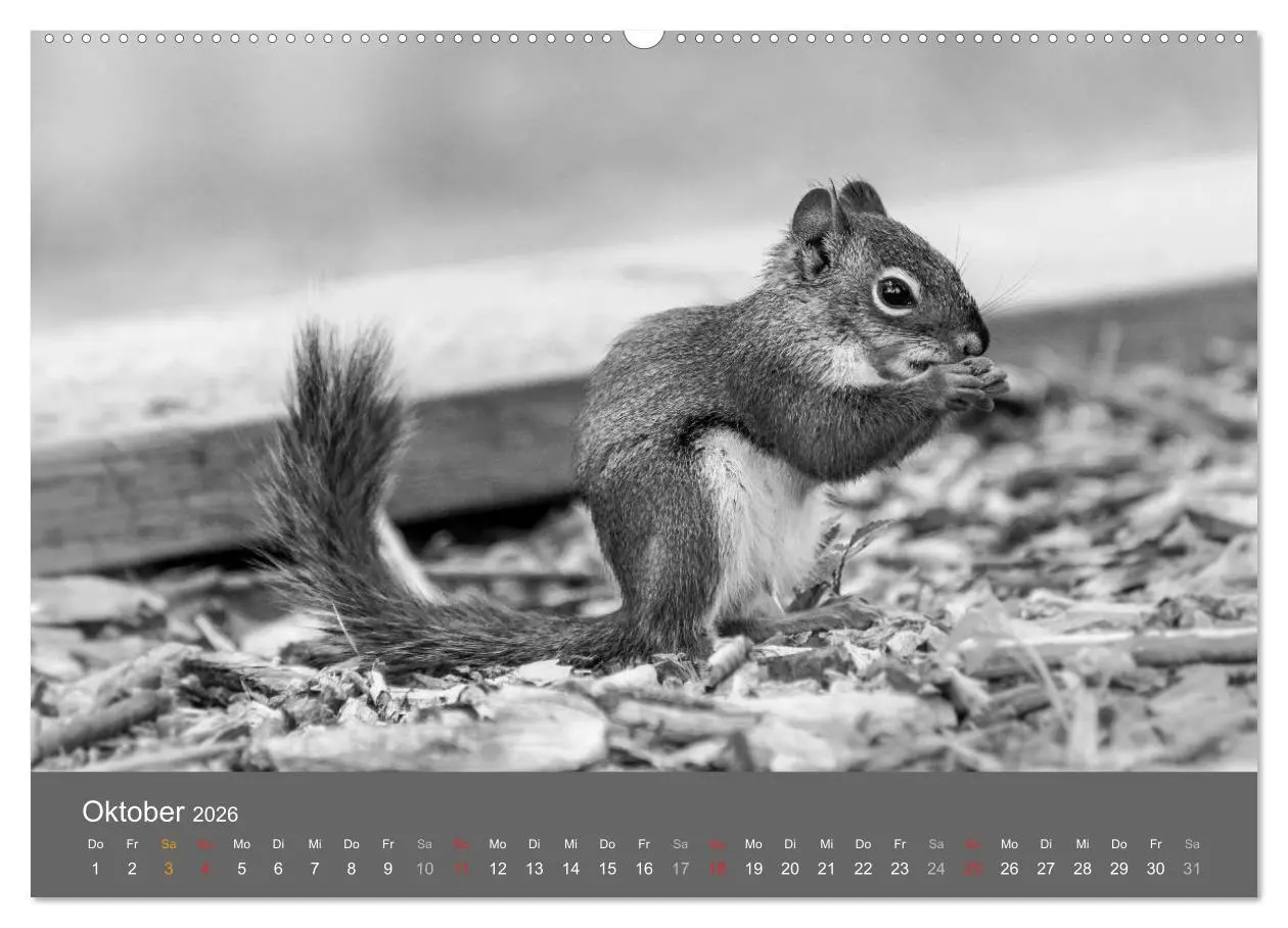 Bild: 9783457951255 | Tierische Augenblicke in Schwarz-Weiß (Wandkalender 2026 DIN A2...