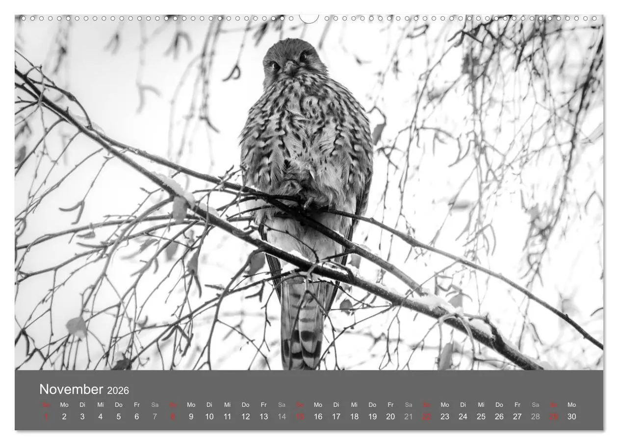 Bild: 9783457951255 | Tierische Augenblicke in Schwarz-Weiß (Wandkalender 2026 DIN A2...