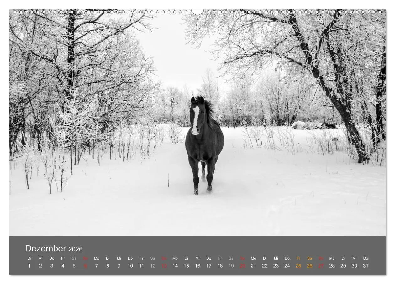 Bild: 9783457951255 | Tierische Augenblicke in Schwarz-Weiß (Wandkalender 2026 DIN A2...