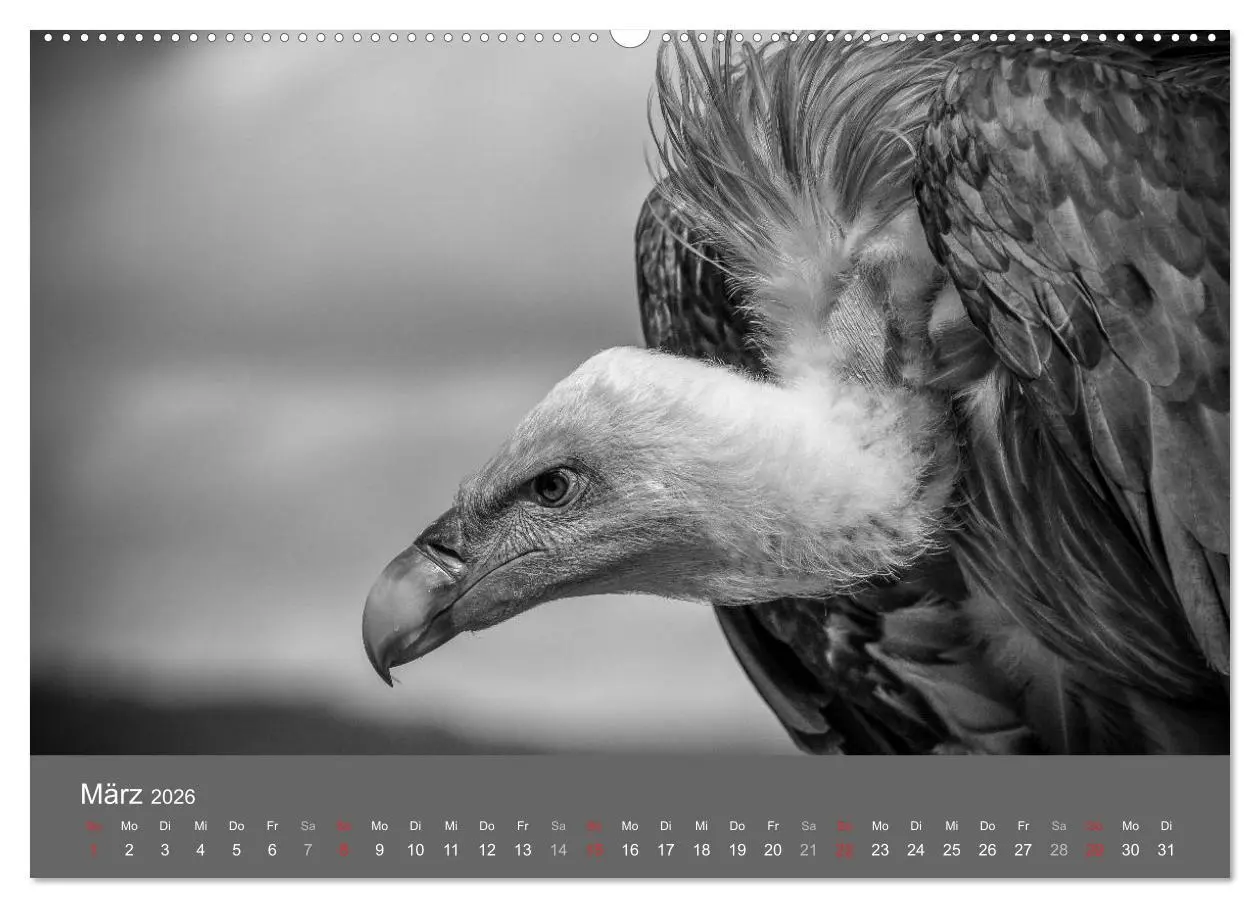 Bild: 9783457951255 | Tierische Augenblicke in Schwarz-Weiß (Wandkalender 2026 DIN A2...
