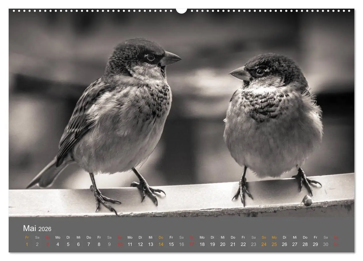 Bild: 9783457951255 | Tierische Augenblicke in Schwarz-Weiß (Wandkalender 2026 DIN A2...