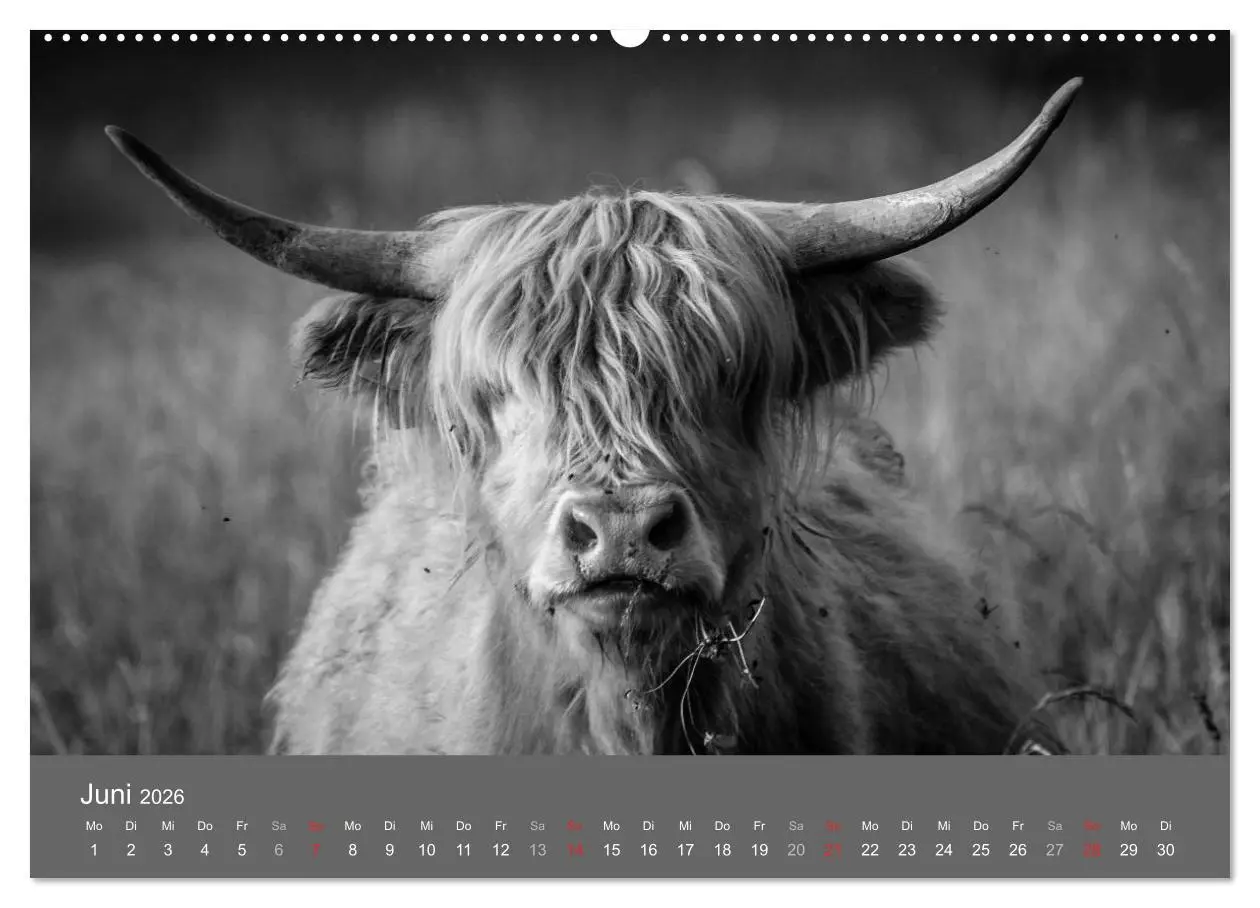 Bild: 9783457951255 | Tierische Augenblicke in Schwarz-Weiß (Wandkalender 2026 DIN A2...