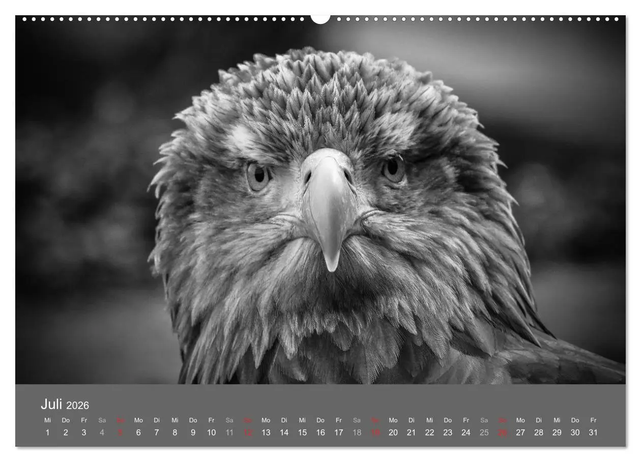 Bild: 9783457951255 | Tierische Augenblicke in Schwarz-Weiß (Wandkalender 2026 DIN A2...