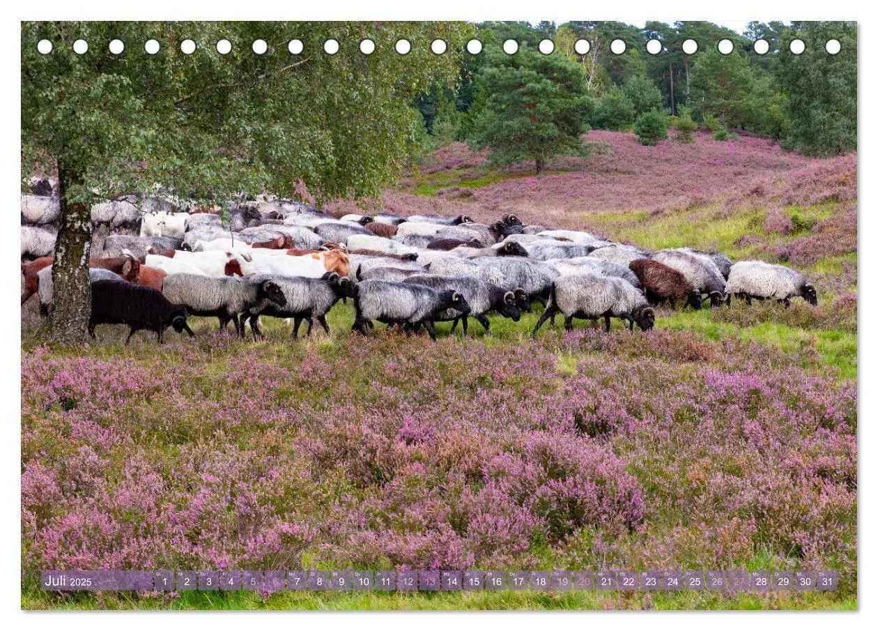 Bild: 9783383831355 | Im Blütenrausch der Lüneburger Heide (Tischkalender 2025 DIN A5...