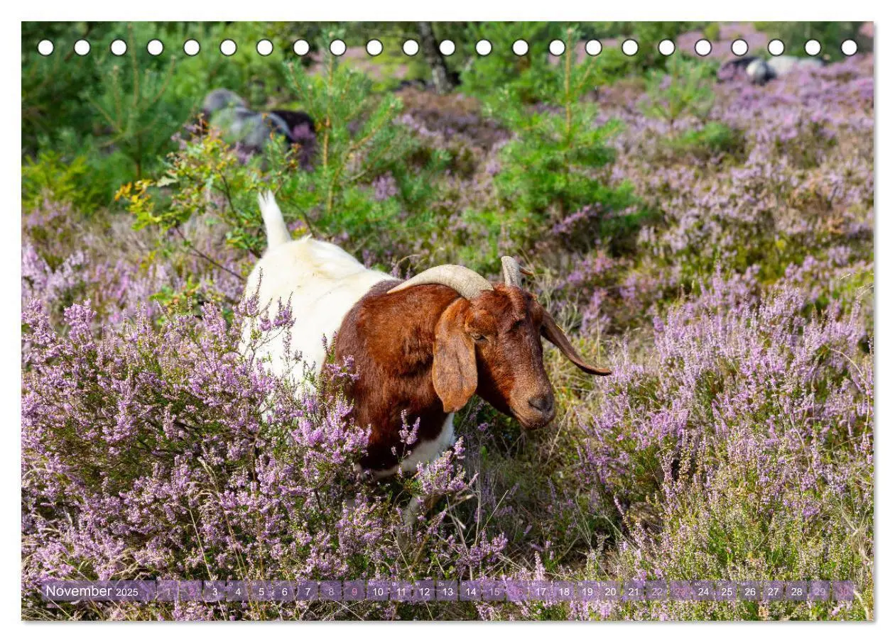 Bild: 9783383831355 | Im Blütenrausch der Lüneburger Heide (Tischkalender 2025 DIN A5...