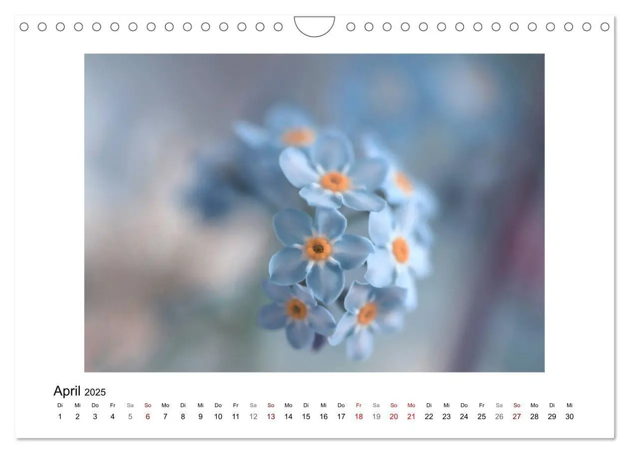 Bild: 9783435301355 | Blauer Blütentraum (Wandkalender 2025 DIN A4 quer), CALVENDO...