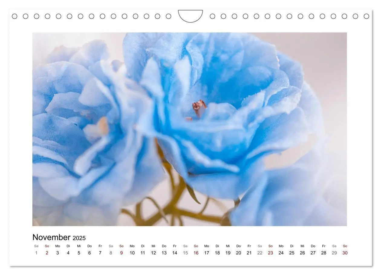 Bild: 9783435301355 | Blauer Blütentraum (Wandkalender 2025 DIN A4 quer), CALVENDO...