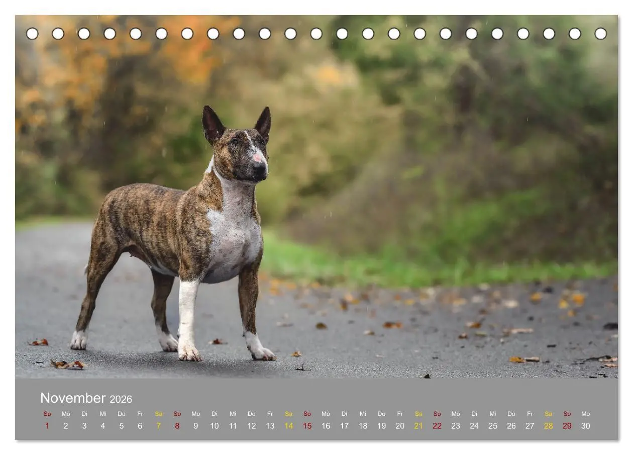 Bild: 9783457321355 | Bullterrier, liebenswerte Sturköpfe (Tischkalender 2026 DIN A5...