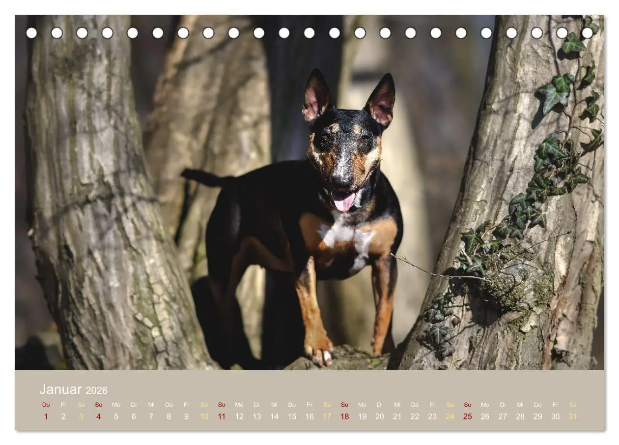 Bild: 9783457321355 | Bullterrier, liebenswerte Sturköpfe (Tischkalender 2026 DIN A5...