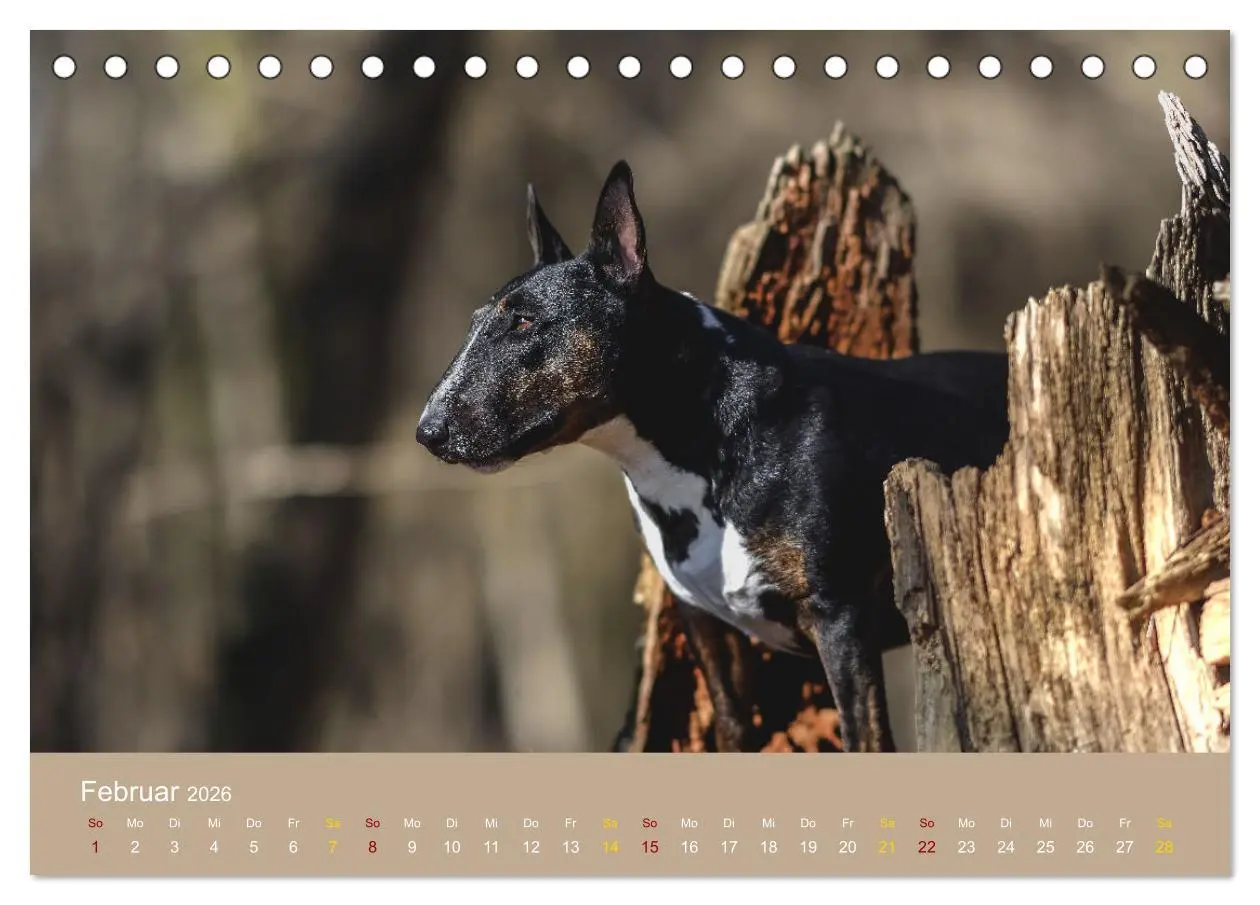 Bild: 9783457321355 | Bullterrier, liebenswerte Sturköpfe (Tischkalender 2026 DIN A5...