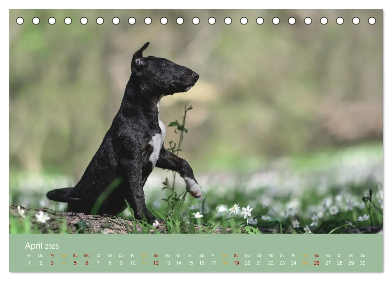 Bild: 9783457321355 | Bullterrier, liebenswerte Sturköpfe (Tischkalender 2026 DIN A5...