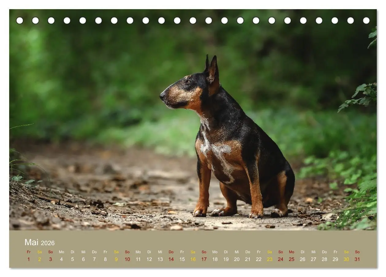 Bild: 9783457321355 | Bullterrier, liebenswerte Sturköpfe (Tischkalender 2026 DIN A5...