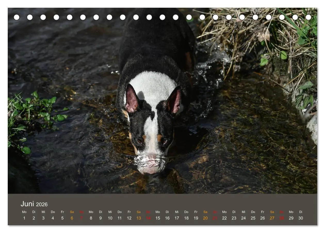Bild: 9783457321355 | Bullterrier, liebenswerte Sturköpfe (Tischkalender 2026 DIN A5...