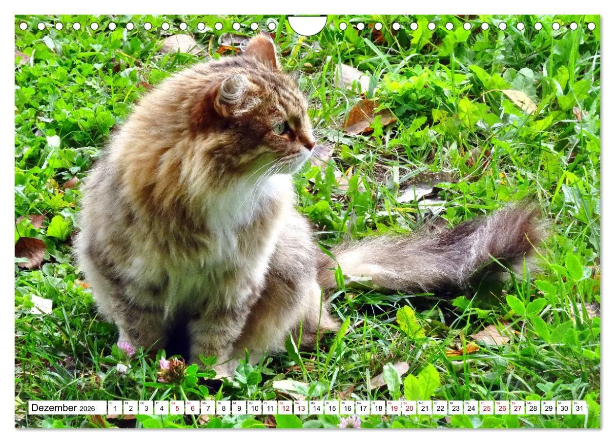 Bild: 9783457631355 | Auf Samtpfoten in Russland - Museums-Katzen auf russischen...