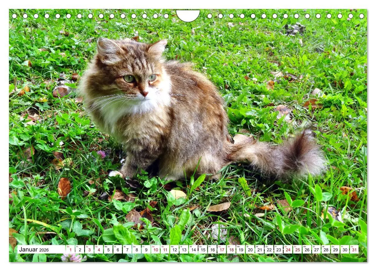 Bild: 9783457631355 | Auf Samtpfoten in Russland - Museums-Katzen auf russischen...