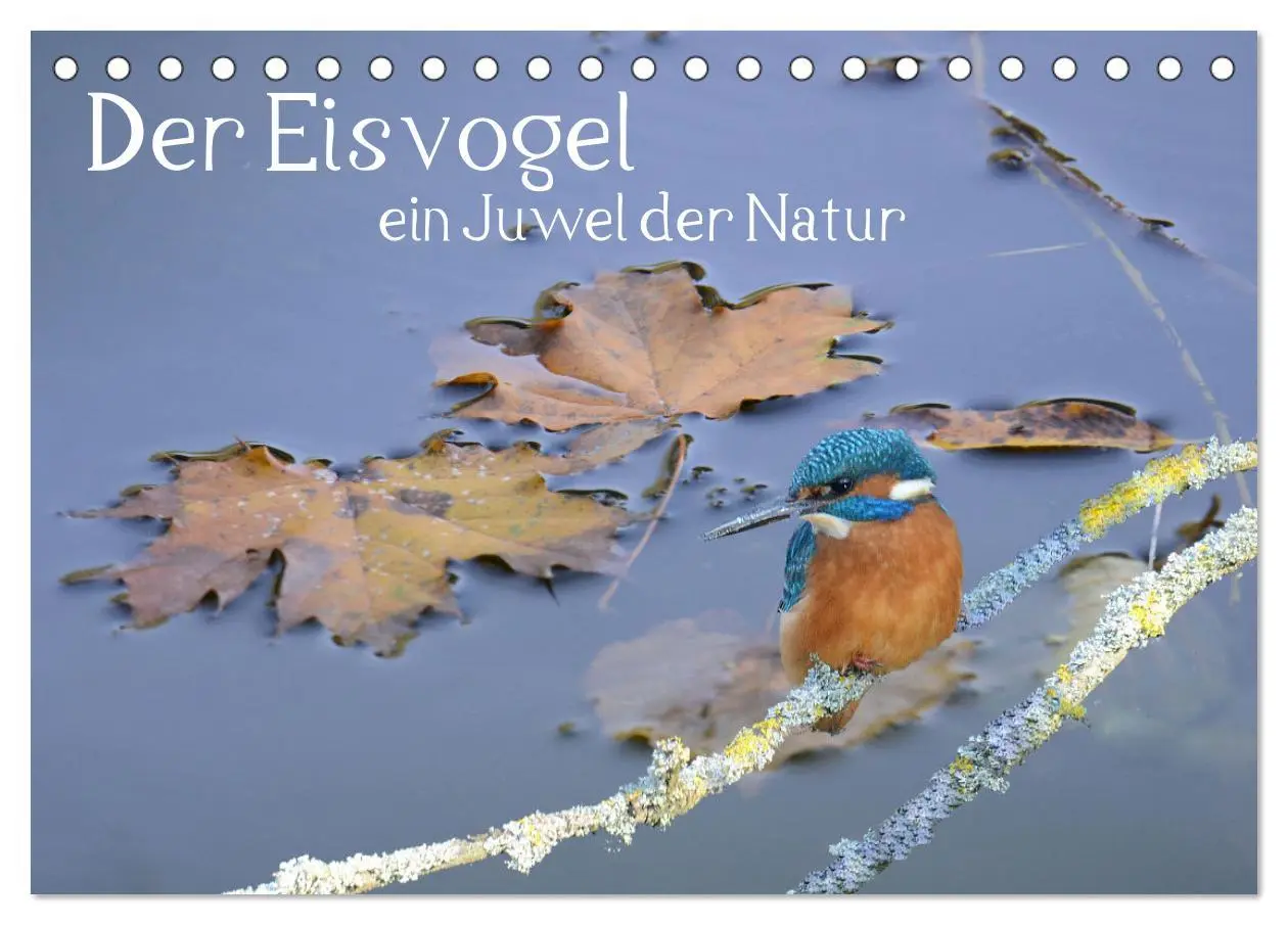 Cover: 9783457701355 | Der Eisvogel, ein Juwel der Natur (Tischkalender 2026 DIN A5 quer),...