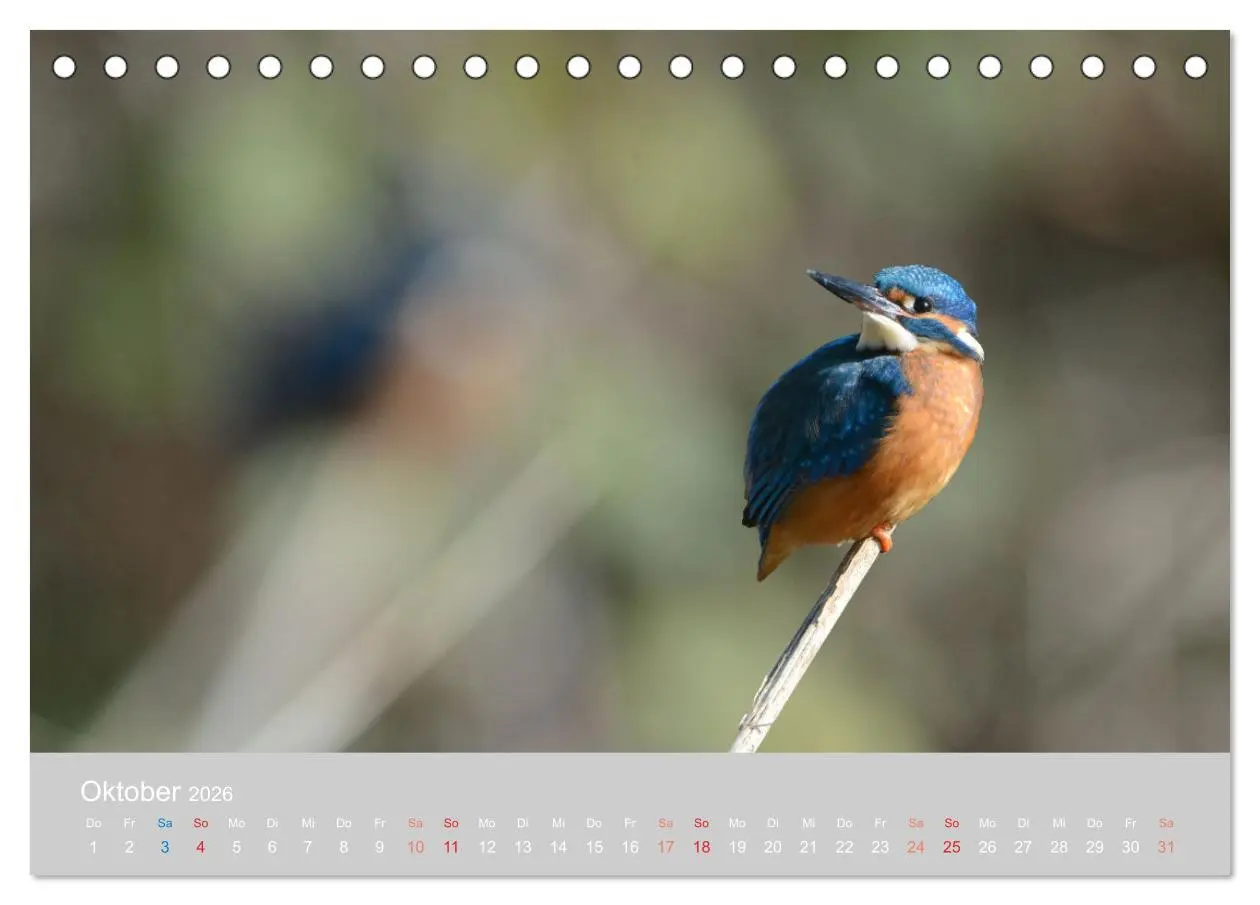 Bild: 9783457701355 | Der Eisvogel, ein Juwel der Natur (Tischkalender 2026 DIN A5 quer),...