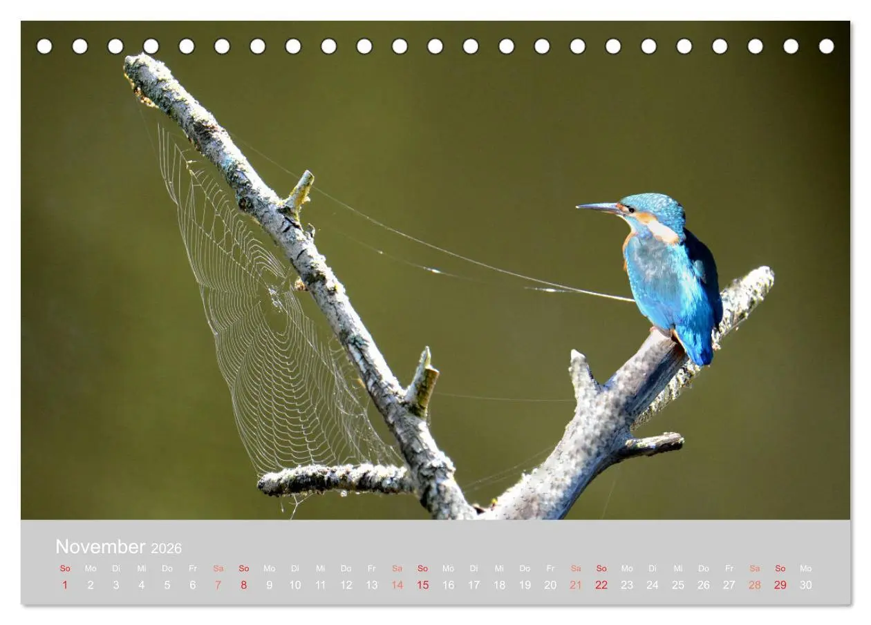 Bild: 9783457701355 | Der Eisvogel, ein Juwel der Natur (Tischkalender 2026 DIN A5 quer),...
