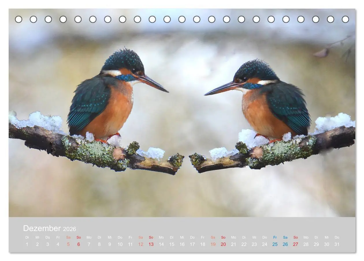 Bild: 9783457701355 | Der Eisvogel, ein Juwel der Natur (Tischkalender 2026 DIN A5 quer),...