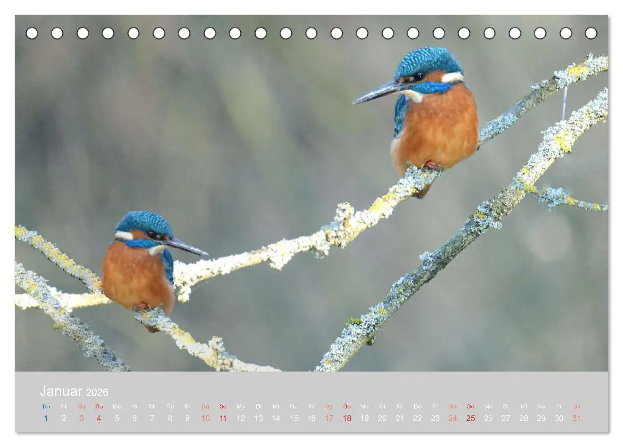 Bild: 9783457701355 | Der Eisvogel, ein Juwel der Natur (Tischkalender 2026 DIN A5 quer),...
