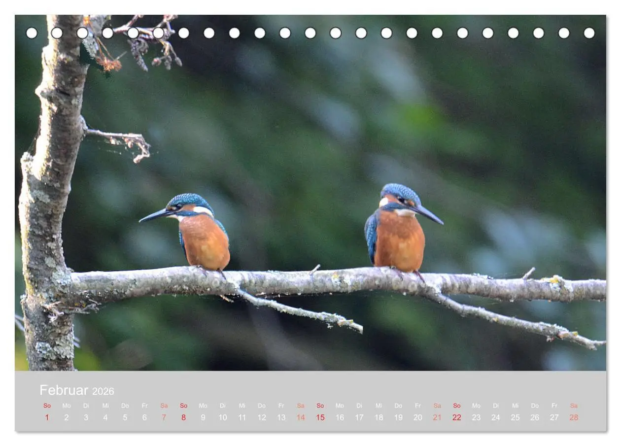 Bild: 9783457701355 | Der Eisvogel, ein Juwel der Natur (Tischkalender 2026 DIN A5 quer),...