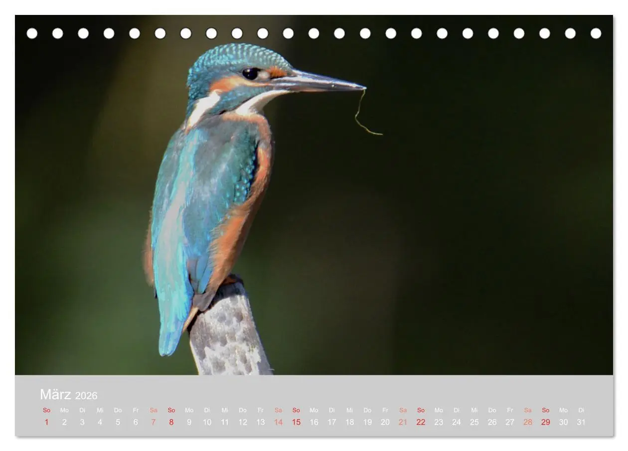Bild: 9783457701355 | Der Eisvogel, ein Juwel der Natur (Tischkalender 2026 DIN A5 quer),...
