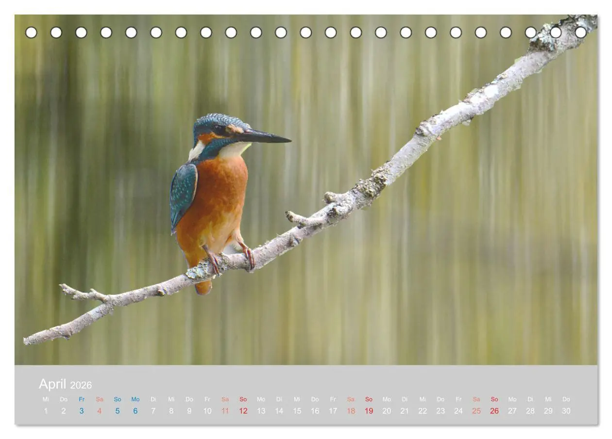Bild: 9783457701355 | Der Eisvogel, ein Juwel der Natur (Tischkalender 2026 DIN A5 quer),...