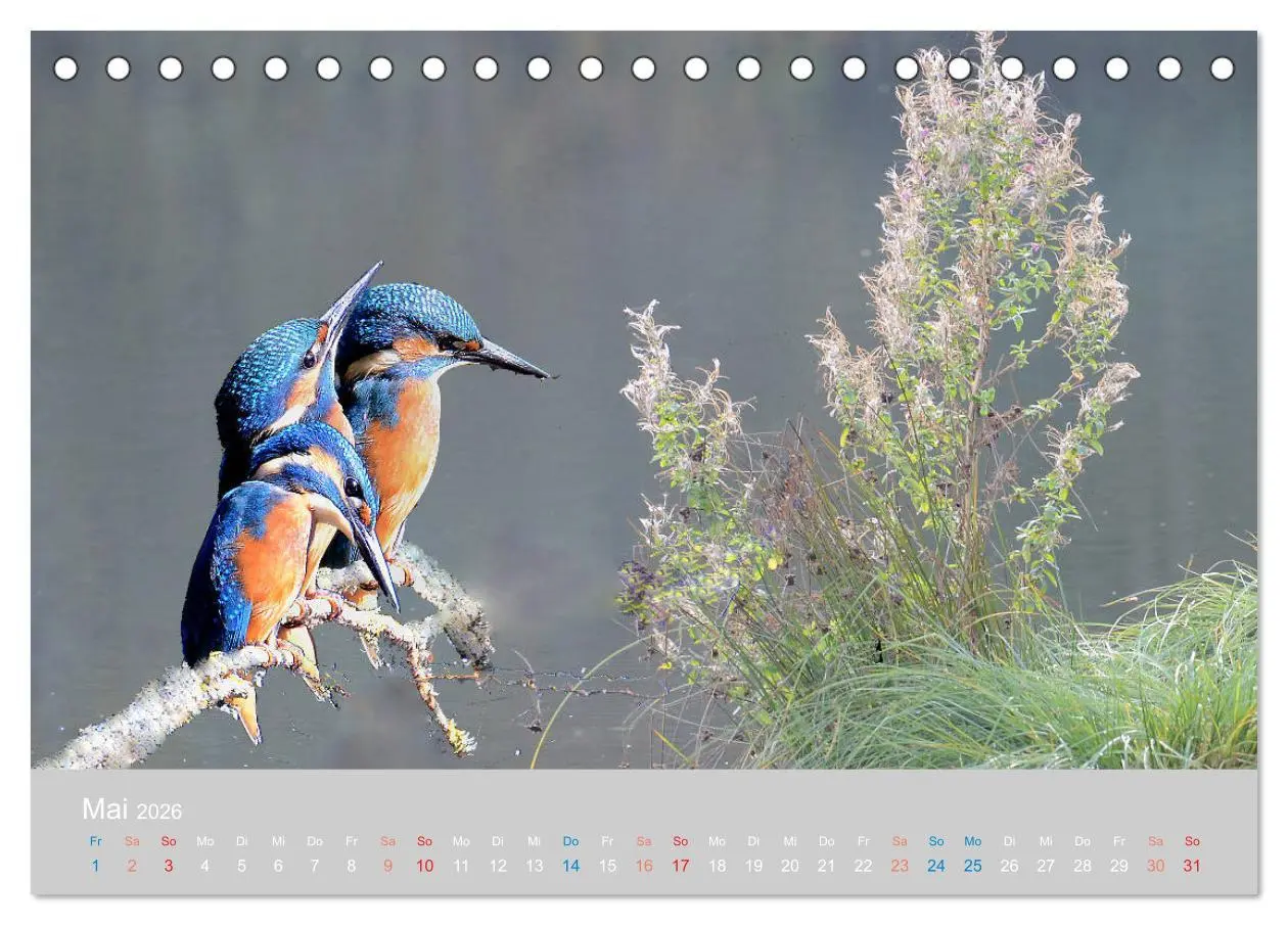 Bild: 9783457701355 | Der Eisvogel, ein Juwel der Natur (Tischkalender 2026 DIN A5 quer),...